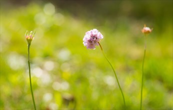 Sea thrift (Armeria maritima), also known as Lady's Cushion, Flower of the Year 2024, focus on a