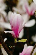 Chinese magnolia (Magnolia x soulangeana), flowers, North Rhine-Westphalia, Germany, Europe