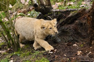 Asiatic lion (Panthera leo persica) cub hunting in the forest, captive, habitat in India