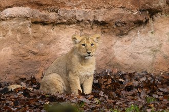 Asiatic lion (Panthera leo persica) cub sitting in the dessert, captive, habitat in India