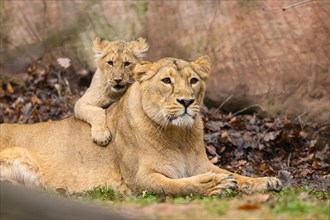 Asiatic lion (Panthera leo persica) lioness playing with her cub, captive, habitat in India