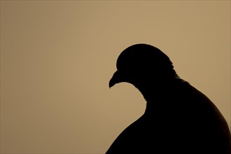 Wood pigeon (Columba palumbus) adult bird at sunrise, England, United Kingdom, Europe