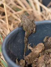 Common toads (Bufo Bufo), males, females, pairs in amplexus and single animals next to spawning