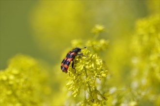 Shaggy bee beetle, spring, Germany, Europe