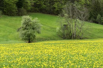 Flowering common dandelion (Taraxacum), near Tiefenbach, Oberstdorf, Oberallgaeu, Allgaeu, Bavaria,