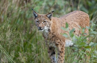 Eurasian Lynx (Lynx lynx) looking attentively, captive, Germany, Europe