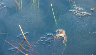 Common frog (Rana temporaria), amphibian of the year 2018, during mating season in a pond with