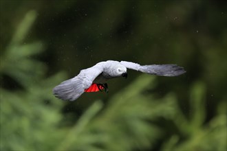 African grey parrot, (Psittacus erithacus timneh), adult, flying, captive