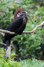 Black-casqued hornbill (Ceratogymna atrata), adult, female, perch, calling, captive, South America