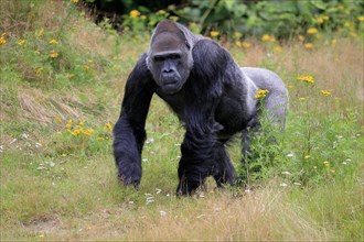 Western gorilla (Gorilla gorilla), adult, male, running, captive