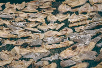 Close up of filleted and salted fish mounted on a plastic net left to to dry in the sun, showing
