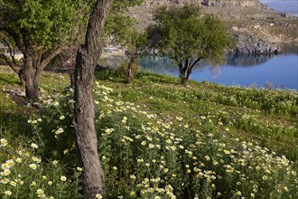 Idyllic landscape on a bay surrounded by blossoming trees and mountains, Lindos, Rhodes,