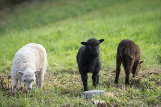 Three lambs are standing in a meadow, one black, one brown and one white-brown. Ouessant sheep