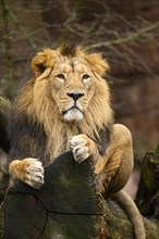 Asiatic lion (Panthera leo persica) male lying on a tree trunk, captive, habitat in India