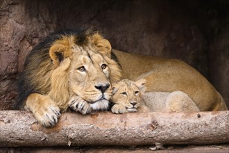Asiatic lion (Panthera leo persica) male cuddeling with a cute cub, captive, habitat in India