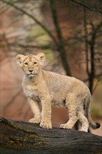 Asiatic lion (Panthera leo persica) cub standing on a tree trunk, captive, habitat in India