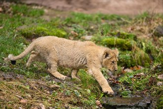 Asiatic lion (Panthera leo persica) cub at a waterhole, captive, habitat in India
