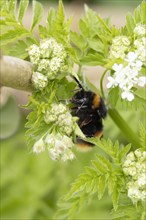 Buff tailed bumble bee (Bombus terrestris) adult resting on a Cow parsley flower head, England,