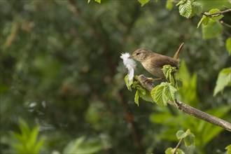 European wren (Troglodytes troglodytes) adult bird with a feather for nesting material in its beak