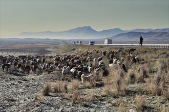 Sheep herd along the road to Mount Ararat, Dogubayazit, Turkey, Asia