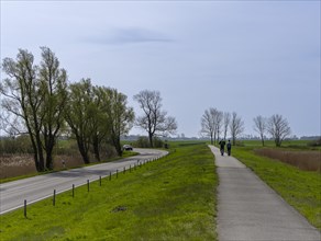 Walkers on a cycle path in the countryside, Moenchgut, Ruegen, Mecklenburg-Western Pomerania,