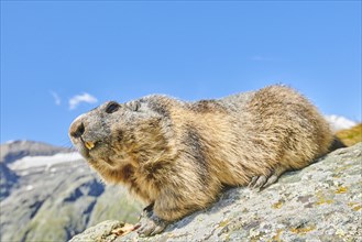 Alpine marmot (Marmota marmota) on a rock with mountains and blue sky in the background in summer,