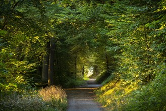 A forest path in a mixed forest with many Beech trees in summer. The evening sun shines into the