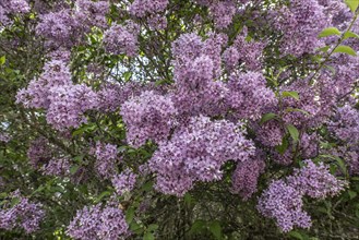 Lilac (Syringa vulgaris), Thuringia, Germany, Europe