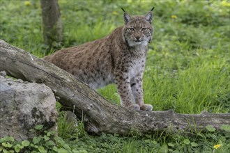 Eurasian lynx (Lynx lynx), captive), coordination enclosure Huetscheroda, Thuringia, Germany,