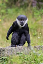 L'hoest's monkey (Cercopithecus lhoesti), adult, on rocks, vigilant, captive