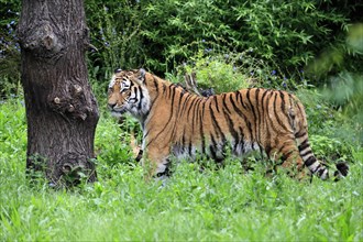 Siberian tiger (Panthera tigris altaica), adult, alert, captive