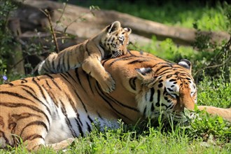 Siberian tiger (Panthera tigris altaica), adult, female, young animal, mother with young, captive