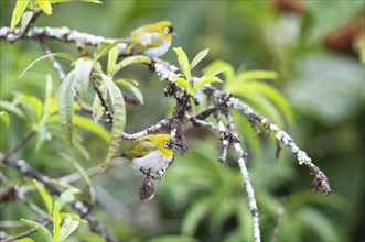 Oriental white-eye (Zosterops palpebrosus), Munnar, Kerala, India, Asia