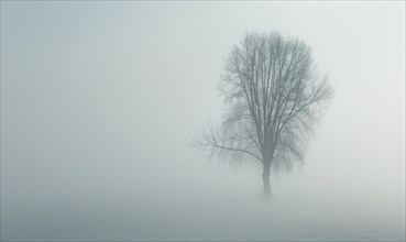 Dense fog caused by air pollution, environment and ecological problems AI generated