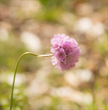 Single Sea thrift (Armeria maritima), also known as common Lady's Cushion, Flower of the Year 2024,