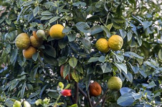 Bitter oranges (Citrus x aurantum), Rhodes, Greek island, Greece, Europe