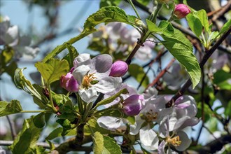 Apple blossoms, Allgaeu, Swabia, Bavaria, Germany, Europe