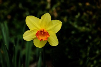 Yellow-orange Daffodil (Narcissus), single flower in a garden, Wilnsdorf, North Rhine-Westphalia,