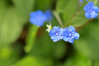 Garden Forget-me-not (Myosotis), blue flowers, ornamental plant, ornamental flower, flower, botany,