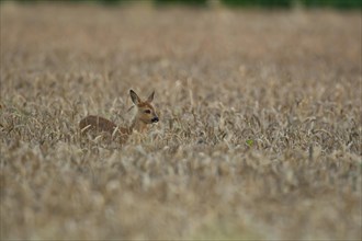 Roe deer (Capreolus capreolus) juvenile fawn female doe in a summer wheat field, Suffolk, England,
