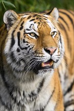 Portrait of a Siberian tiger or Amur tiger (Panthera tigris altaica) in the forest, captive,