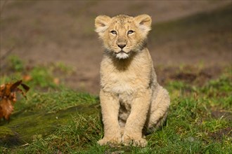 Asiatic lion (Panthera leo persica) cub sitting in the green grass, captive, habitat in India