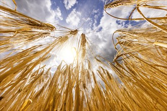Barley ears backlit by the sun with a blue sky and clouds in the background, Cologne, North