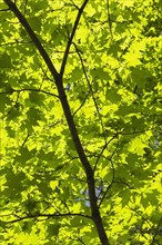 Backlit and silhouetted Acer, Maple tree leaves in spring, Montreal, Quebec, Canada, North America