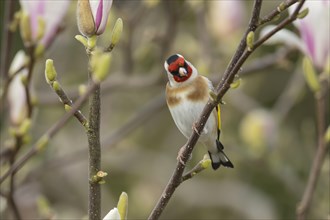 European goldfinch (Carduelis carduelis) adult bird on a garden Magnolia tree branch in spring,