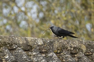 Jackdaw (Corvus monedula) adult bird carrying a tree branch for nesting material on a rooftop,