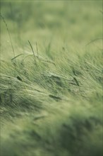 Green ears of barley in a field