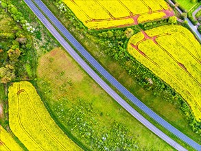 TOP DOWN over Rapeseed fields and Farms from a drone, Devon, England, United Kingdom, Europe