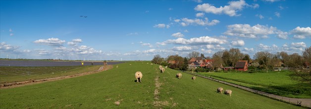 Sheep on the dike to the Ems, view upstream, on the right village Pogum, municipality Jemgum,