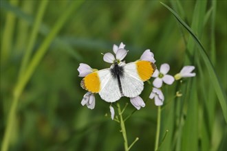 Orange tip butterfly, Spring, Germany, Europe